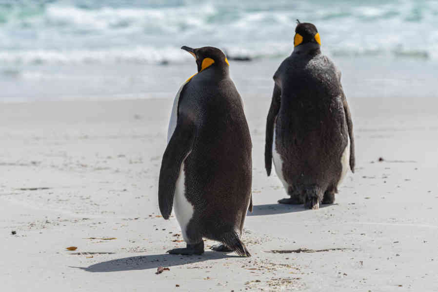 Pingüino Rey - islas Falkland o Malvinas 17.jpg